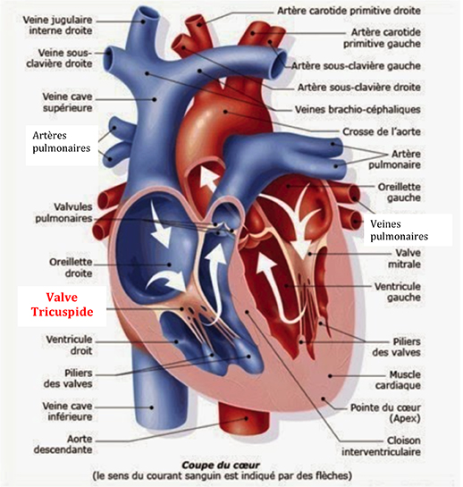 http://www.chirurgie-cardiaque-lyon.fr/images/Schema-corrige-valve-tricuspide.jpg