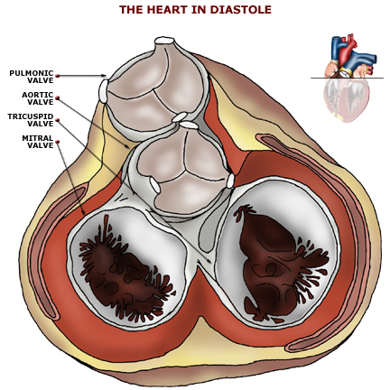 Valvulaire diastole