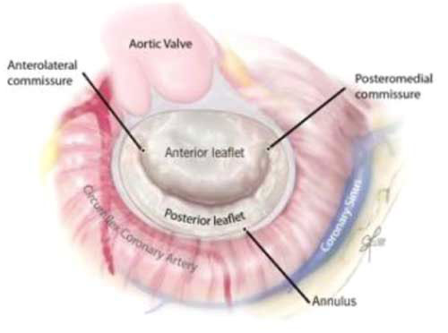 Aspect valve mitrale normale